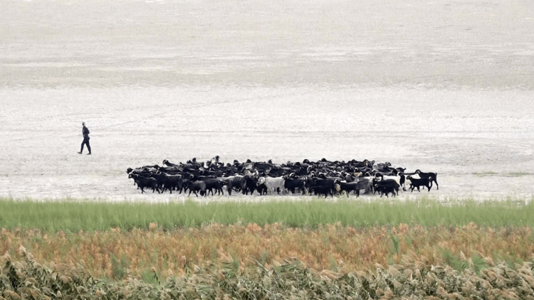 Suyu çekilince ikiye bölünen Eğirdir Gölü, hayvanların otlağı oldu