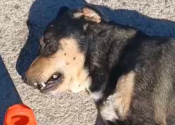 Tabanca ile vurulan sahipsiz köpek öldü