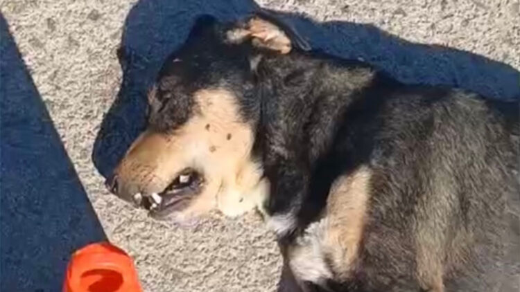 Tabanca ile vurulan sahipsiz köpek öldü