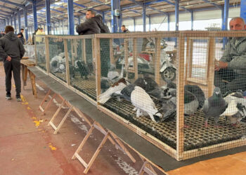Trakya'nın en büyük güvercin pazarı çocukların ilgi odağı oldu