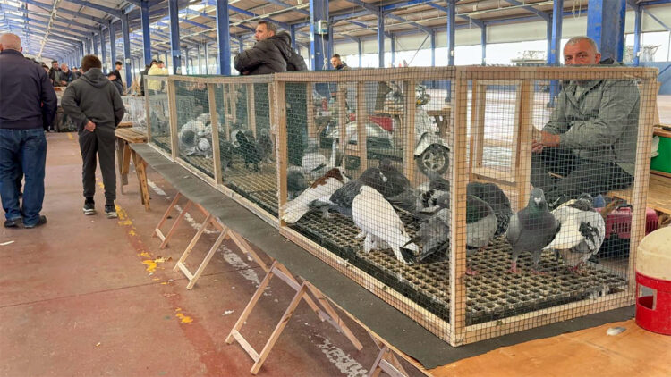 Trakya'nın en büyük güvercin pazarı çocukların ilgi odağı oldu