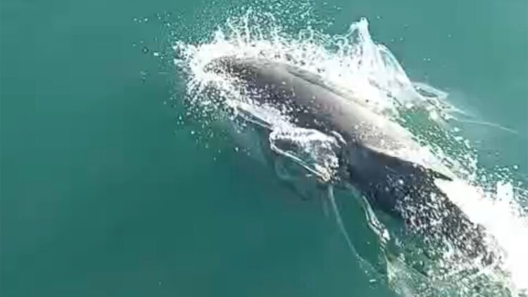 Teknesinin yanında yüzen yunusları görüntüledi