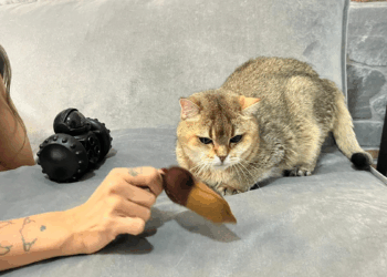 Takıntı hastası kedi ‘Artas’a, antidepresanlı tedavi