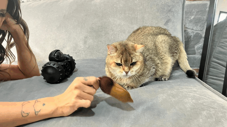 Takıntı hastası kedi ‘Artas’a, antidepresanlı tedavi