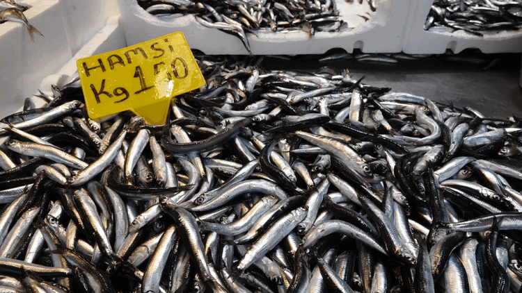 Trabzon'da hamsi bereketi