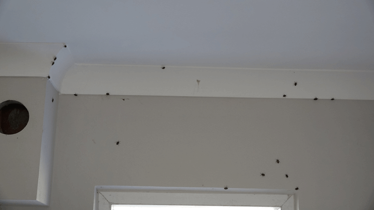 Trabzon'da kahverengi kokarca evleri istila etti