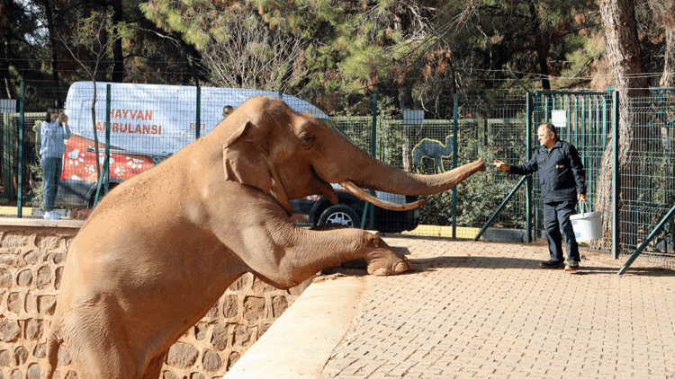 Türkiye'nin en büyük hayvanat bahçesi kışa hazır