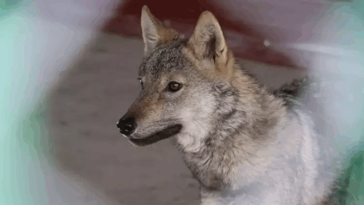 Uzmanından alıkonulan yaban hayvanlarıyla ilgili uyarı