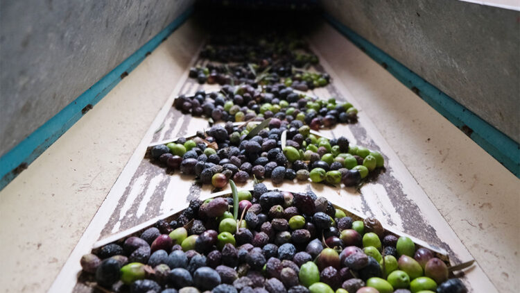 'Yok yılı' ve kuraklık zeytinde rekolte beklentisini düşürdü