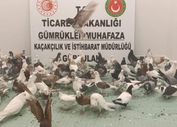 Yurda kaçak sokulan 85 'Cancan' güvercini ele geçirildi