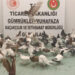 Yurda kaçak sokulan 85 'Cancan' güvercini ele geçirildi