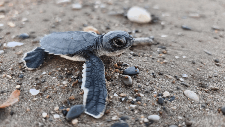 Yavru carettaları kurtaracak 'kırmızı ışık' projesi 4 otelde başladı