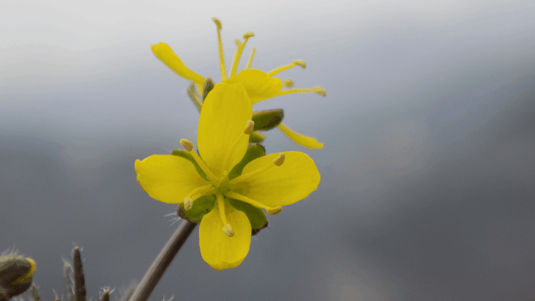 Yeni keşif 'tüylü kekreçiçeği' Türkiye'nin bitki florasına kaydedildi