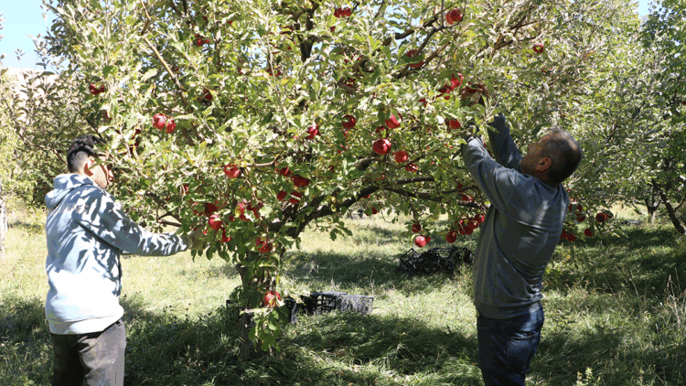 Yüksekovalı üretici, 25 yıllık bahçesinden 200 ton elma hasadı yaptı