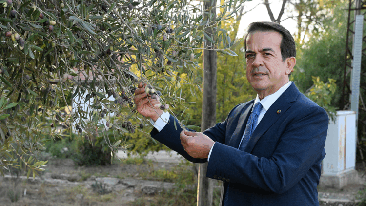 Zeytinde iklim etkisi ile rekoltede yüzde 30 kayıp