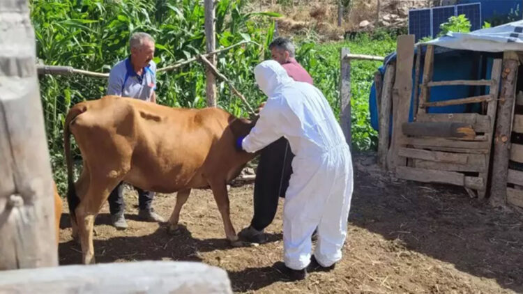 Gelecekte hayvansal gıda eksikliği olacak