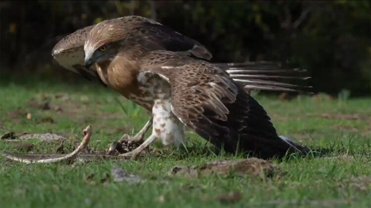 ‘Yılan kartalı’ yılan avlarken görüntülendi