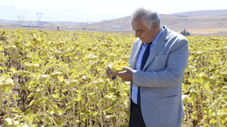 2050 yılında buğday, mısır, ayçiçeği üretimi düşecek