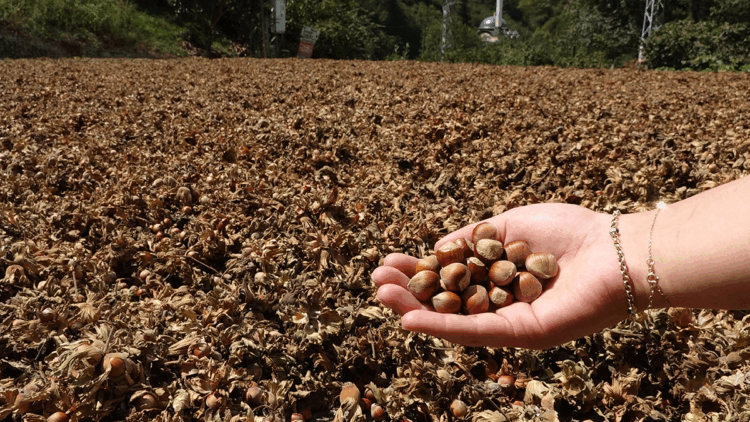 3'lü kıskaçtaki fındıkta düşük rekolteye rağmen hedef rekor ihracat