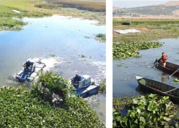 İstilacı su sümbülleri dekoratif ürünlere dönüştürülecek