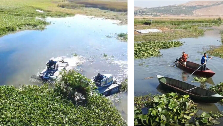 İstilacı su sümbülleri dekoratif ürünlere dönüştürülecek