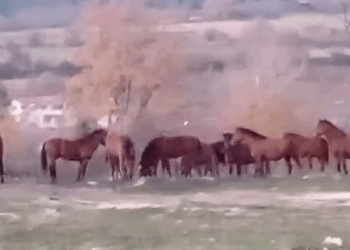 Aç kalan yılkı atları şehir merkezine indi