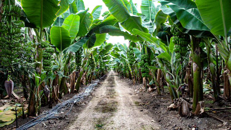 Adana'da muz üretimi, devlet teşvikleriyle 7 bin 500 dekara çıktı