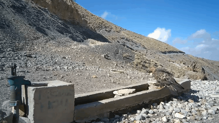 Aksaray'da yaban hayvanları kameraya yansıdı