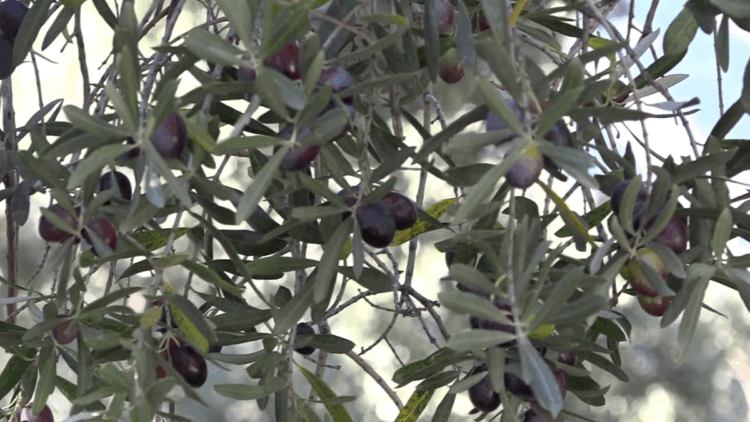 Artvin’in ödüllü ‘Butko’ zeytininde hasat sürüyor