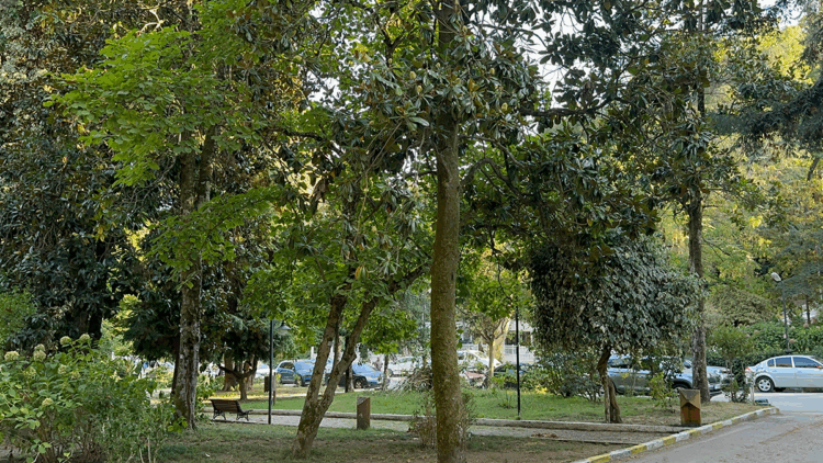 Atatürk'ün mirası 96 yıllık arboretum, ziyaretçilerini etkiliyor