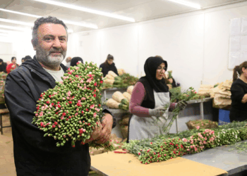 Avrupa ülkelerine 12 milyon dolarlık yılbaşı çiçeği