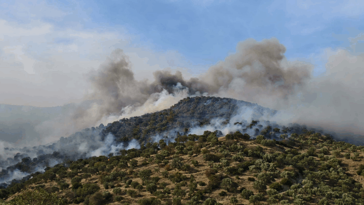 Aydın'ın Bozdoğan ilçesinde orman yangını