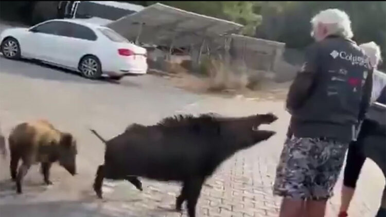 Yaban domuzu tatilcinin kolunu ısırdı