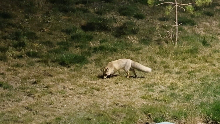 Bitlis'te kent merkezinde yiyecek arayan tilki kamerada