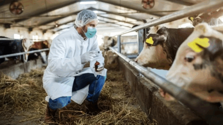 Bakanlık duyurdu; Şap salgını kontrol altına alındı