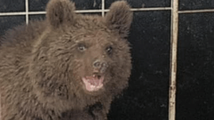 Bitkin halde bulunan yavru ayıya özel bakım