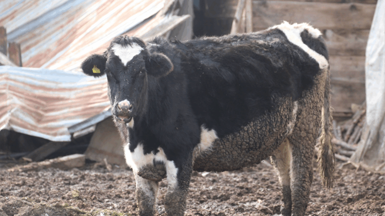 Bolu’da 18 köy ve 4 mahallede şap karantinası