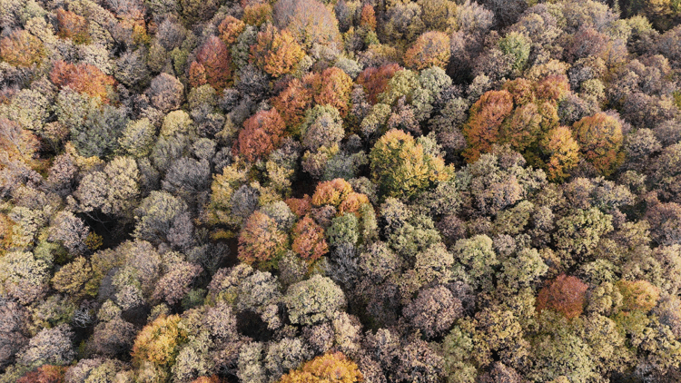 Bolu'da sonbahar; renk cümbüşü yaşanıyor