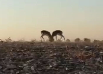 İki erkek dağ ceylanı kafa kafaya mücadele verdi