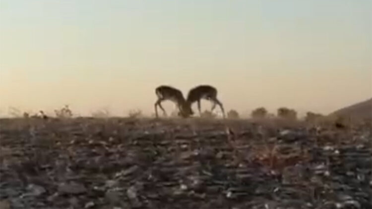 İki erkek dağ ceylanı kafa kafaya mücadele verdi