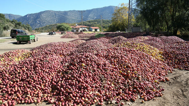 Eğirdir köylerinde elma yığınları