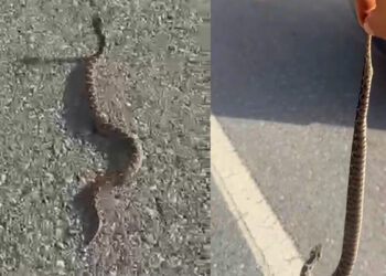 Engerek yılanını kuyruğundan yakalayıp doğaya bıraktı