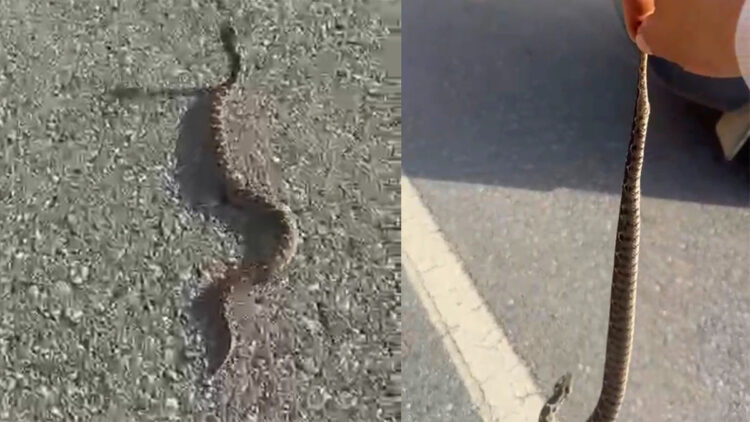 Engerek yılanını kuyruğundan yakalayıp doğaya bıraktı