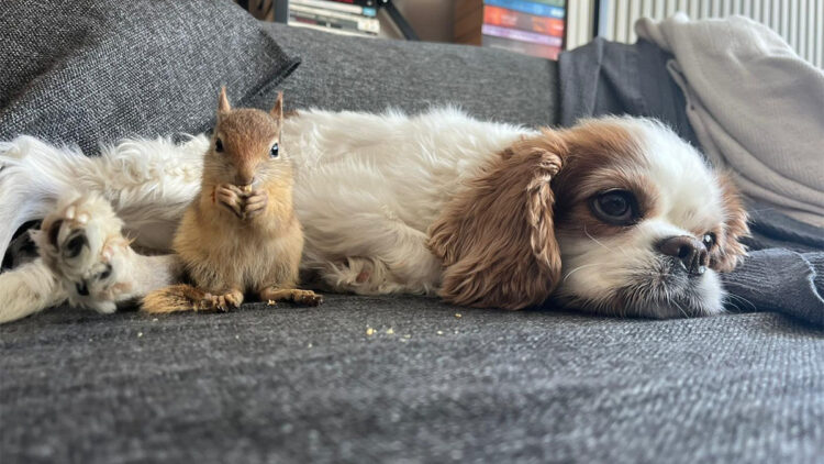 Epileptik kriz yaşayan sincap, tedavi için yurt dışına gönderilecek