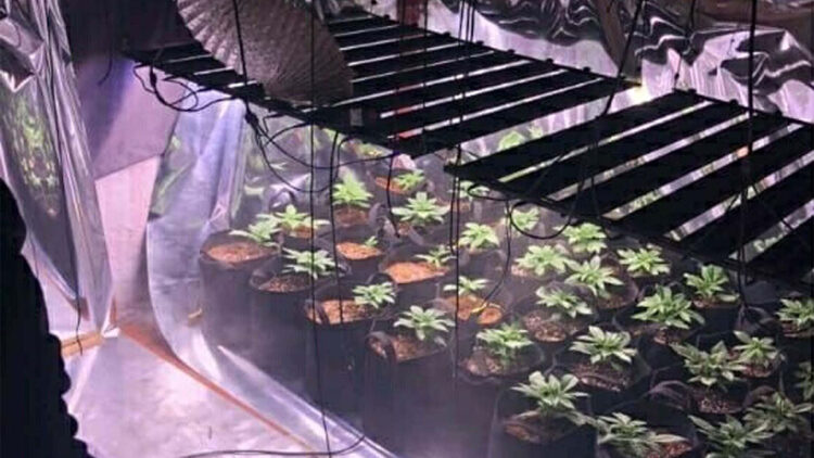 Evine sera kurup Hint keneviri yetiştirmiş