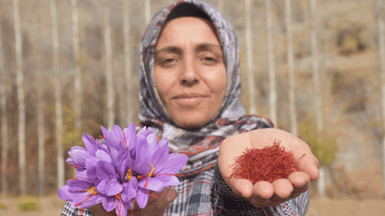Eşini kaybettiği hastalık sürecinde bulamadığı safranın üreticisi oldu