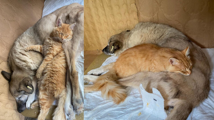 Mazbut ile İncir arasında duygulandıran bağ