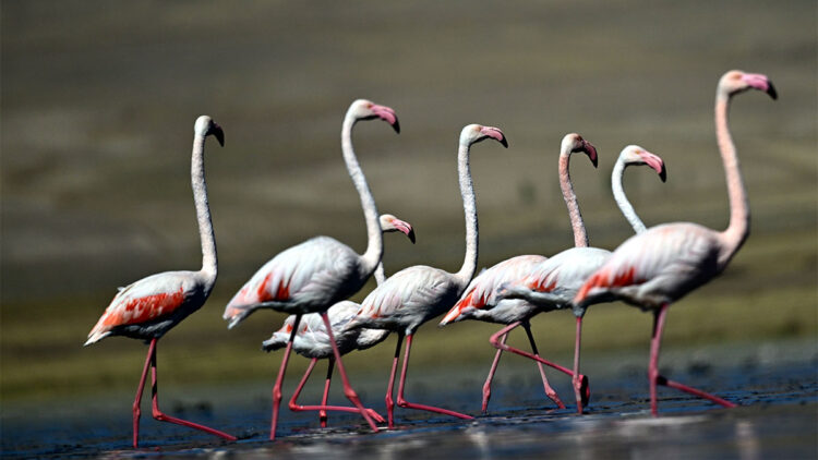 Flamingolar Van'ı terk etmedi