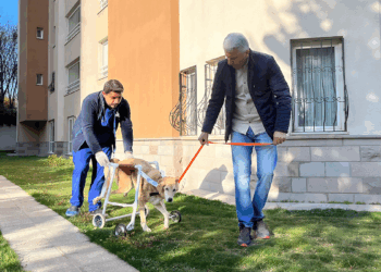 Felç geçiren sokak köpeği için yürüteç yaptılar