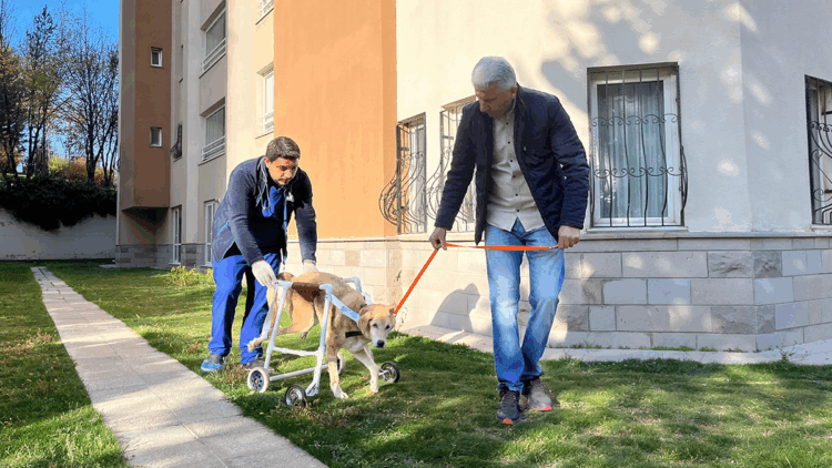 Felç geçiren sokak köpeği için yürüteç yaptılar